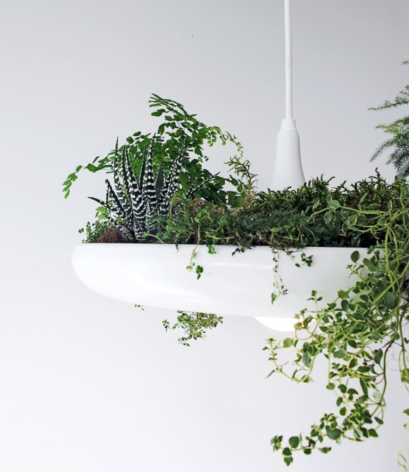 Ryan's Taylor's luminous hanging garden